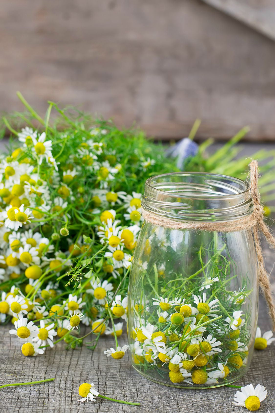 Essential Oil - Chamomile Roman 5 ml, 12 ml