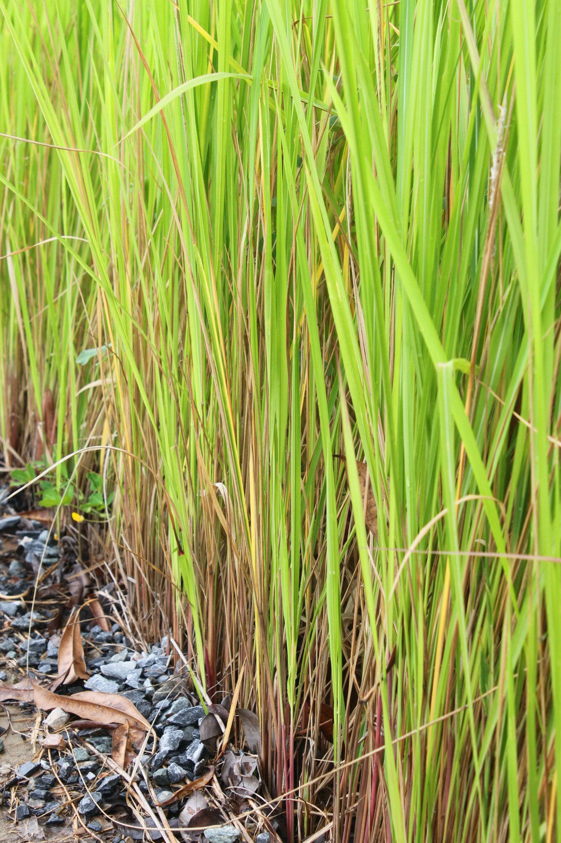 Essential Oil - Vetiver 5 ml, 12 ml