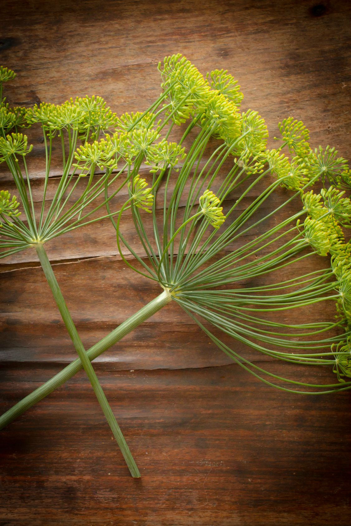 Essential Oil - Dill Weed  (India) 12 ml, 36 ml or 50 ml