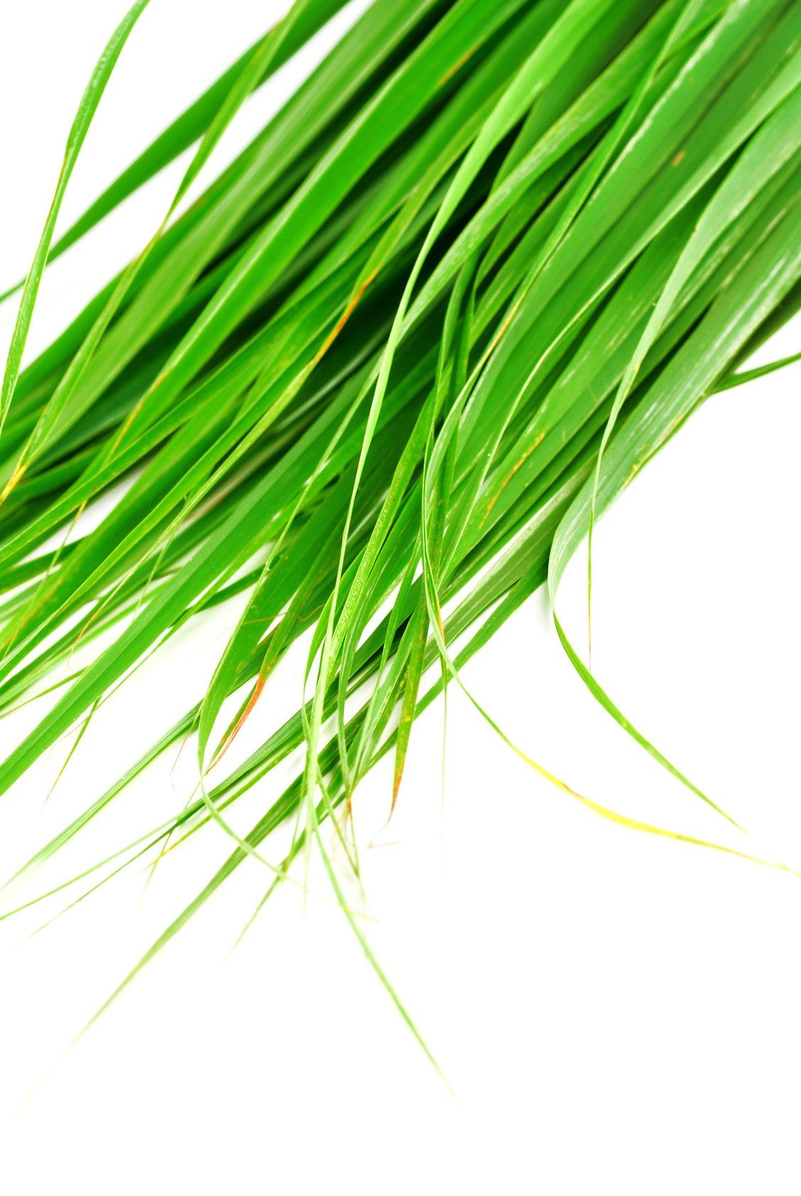 Essential Oil - Lemongrass (India) 12 ml, 36 ml or 50 ml