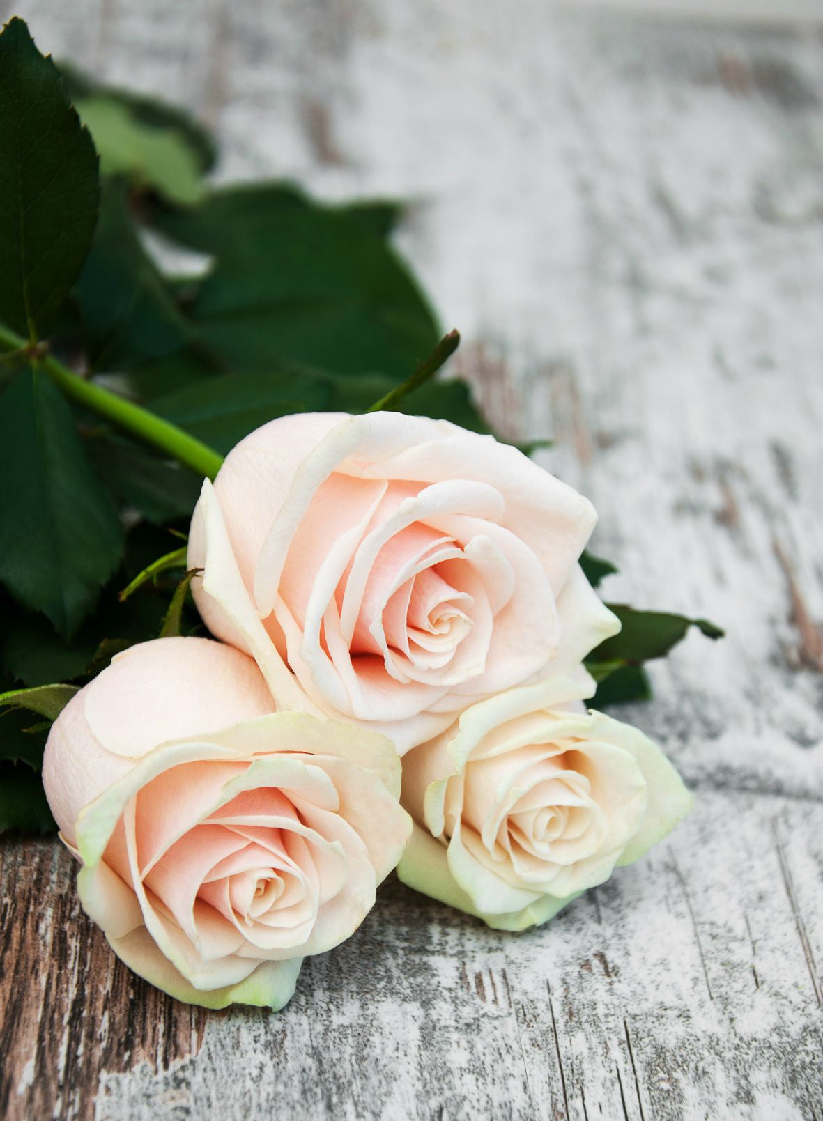 Essential Oil - Rose Absolute 10% in Jojoba Organic (Morocco) 5 ml