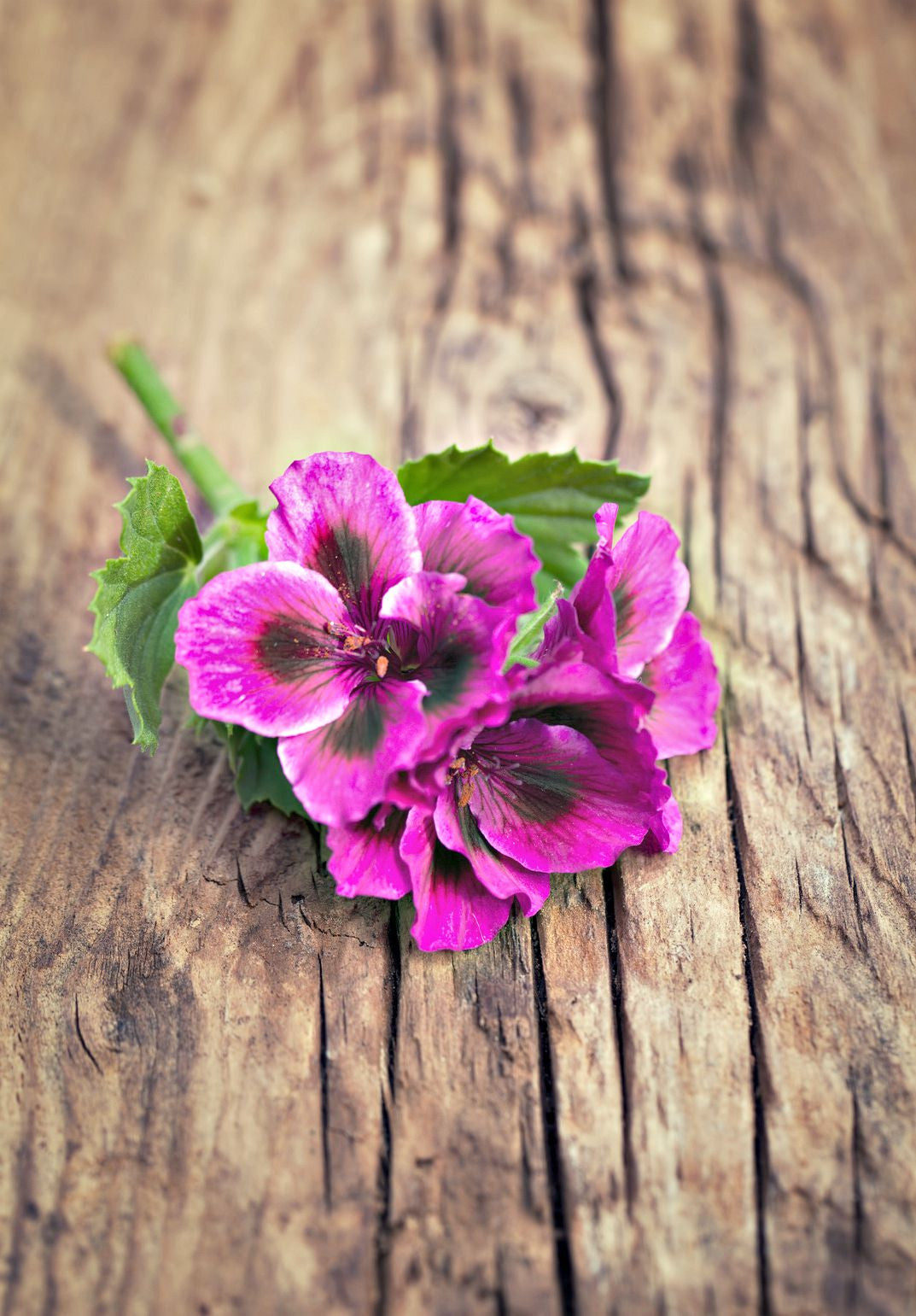 Essential Oil - Geranium (China) Organic 5 ml, 12 ml, 36 ml or 50 ml