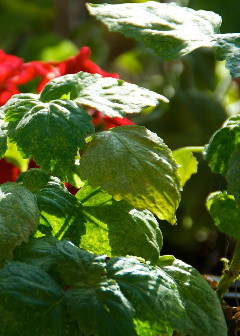 Essential Oil - Patchouli Dark (Indonesia) 12 ml, 36 ml or 50 ml