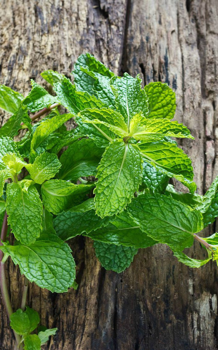 Essential Oil - Peppermint 12 ml, 36 ml, 50 ml, 100 ml